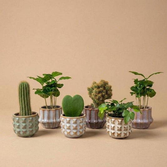 Pflanzen set von 6 mit topf set San Juan - pflanzen mix - Ø 6 cm 