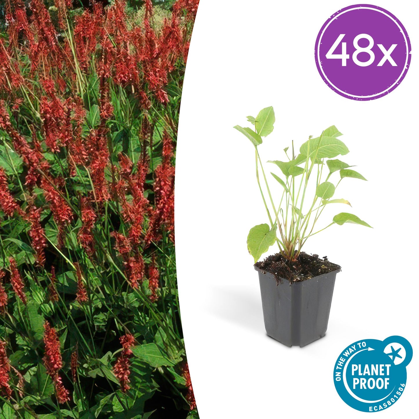Persicaria amplexicaulis – 48 Pflanzen – ↕10-25 cm – Ø9 cm – Rote Blütenähren – Pflegeleichte, robuste Staude für Sonne & Halbschatten 