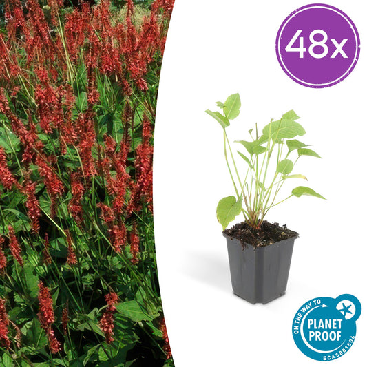Persicaria amplexicaulis – 48 Pflanzen – ↕10-25 cm – Ø9 cm – Rote Blütenähren – Pflegeleichte, robuste Staude für Sonne & Halbschatten 