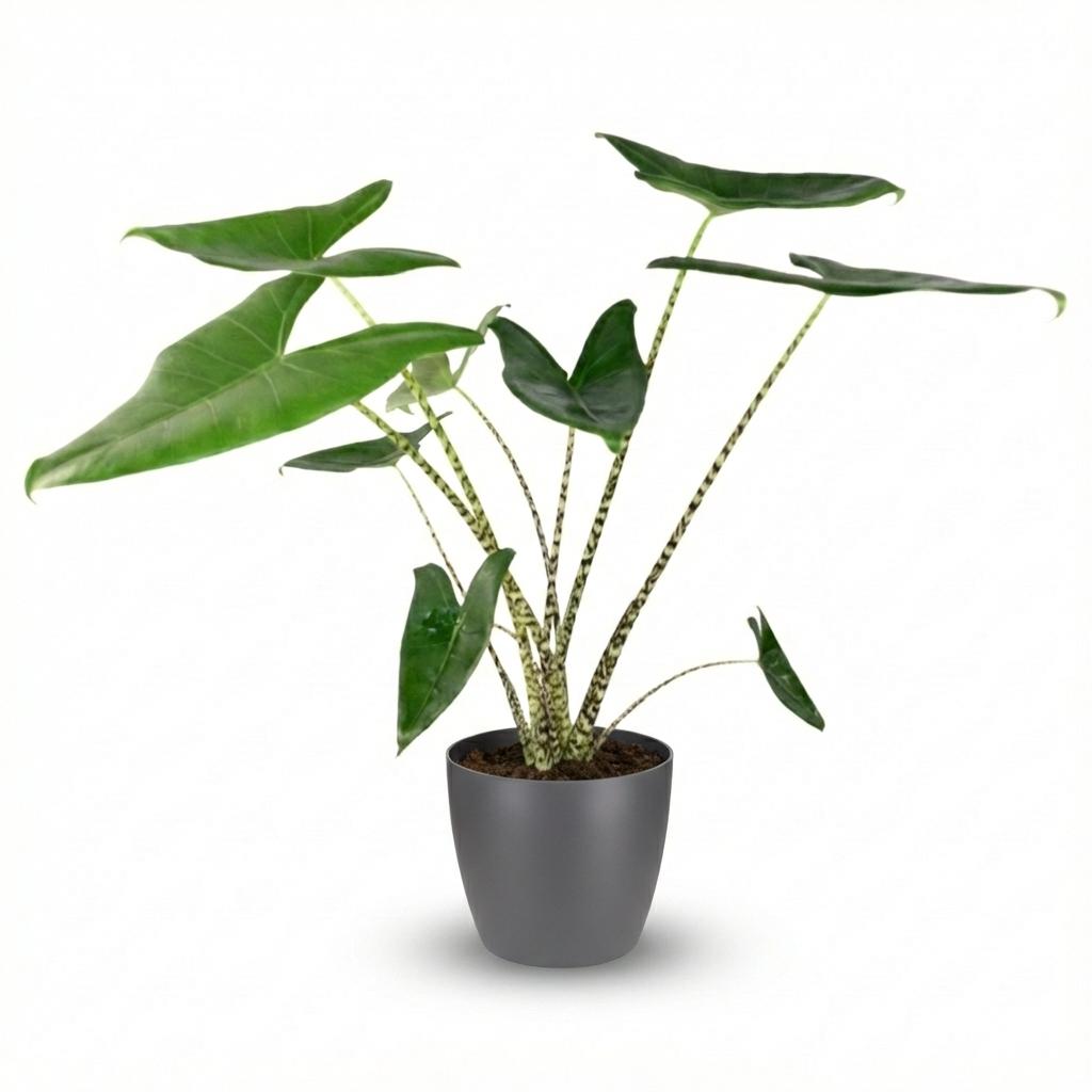 Green boutiQ - Zimmerpflanze - Elefantenohr - Alocasia Zebrina - Grün - Pflegeleicht - 1 Pflanze - mit Potter Grau - Topf 21 cm - Höhe 70 - 75 cm 
