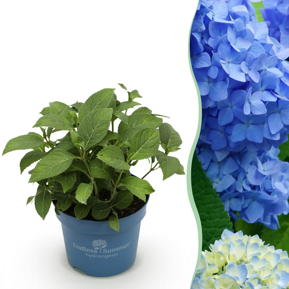 Green boutiQ - Gartenpflanze - Hydrangea Endles Summer The Orginal Blue - Hortensie - Winterhart - Blau - 1 Pflanze - Topf 14cm - Höhe 20-25cm 