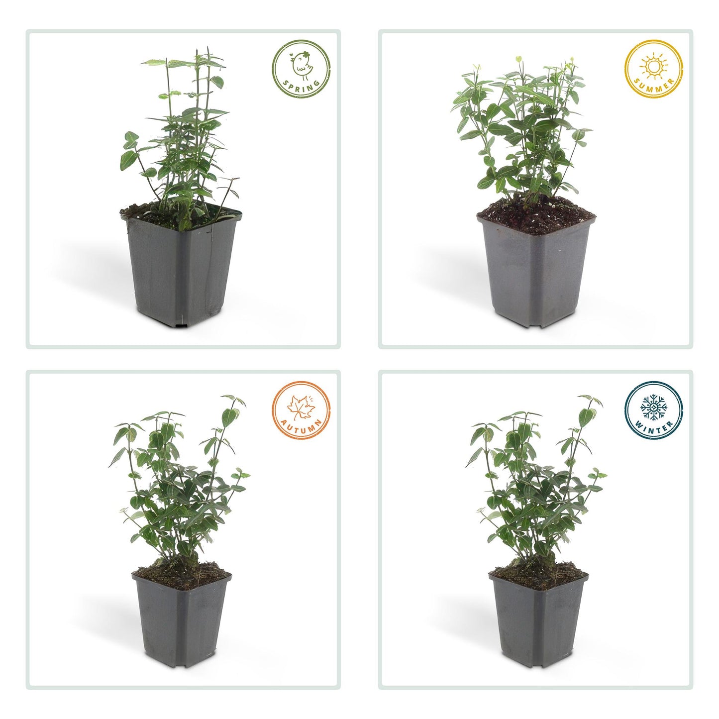 Immergrüne Kriechspindel – Euonymus fortunei radicans – ↑10-25cm – Ø9cm – 60 Pflanzen – Bodendecker, winterhart & pflegeleicht – Schattengarten & Kletterpflanze