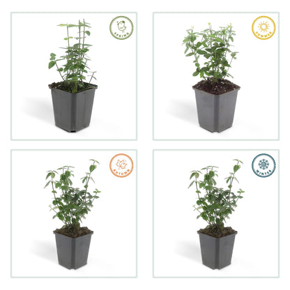 Immergrüne Kriechspindel – Euonymus fortunei radicans – ↑10-25cm – Ø9cm – 60 Pflanzen – Bodendecker, winterhart & pflegeleicht – Schattengarten & Kletterpflanze