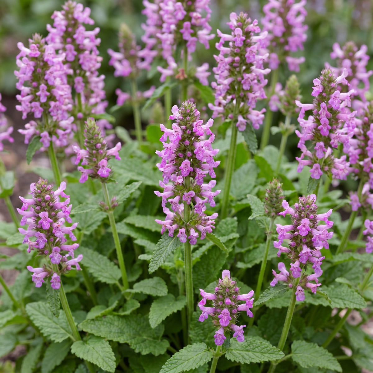 Ziest 'Ukkie' – Stachys officinalis 'Ukkie' – 6 Pflanzen – Topf Ø11cm – Bienenfreundliche Staude für Garten & Balkon