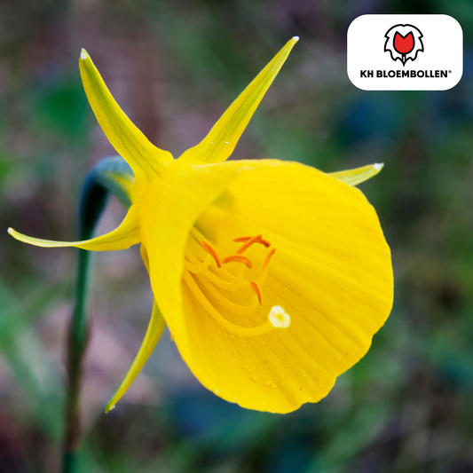 Narzisse Golden Bells – 25 Blumenzwiebeln – Glockenförmige, tiefgelbe Blüten – Frühlingsblüher & winterhart 
