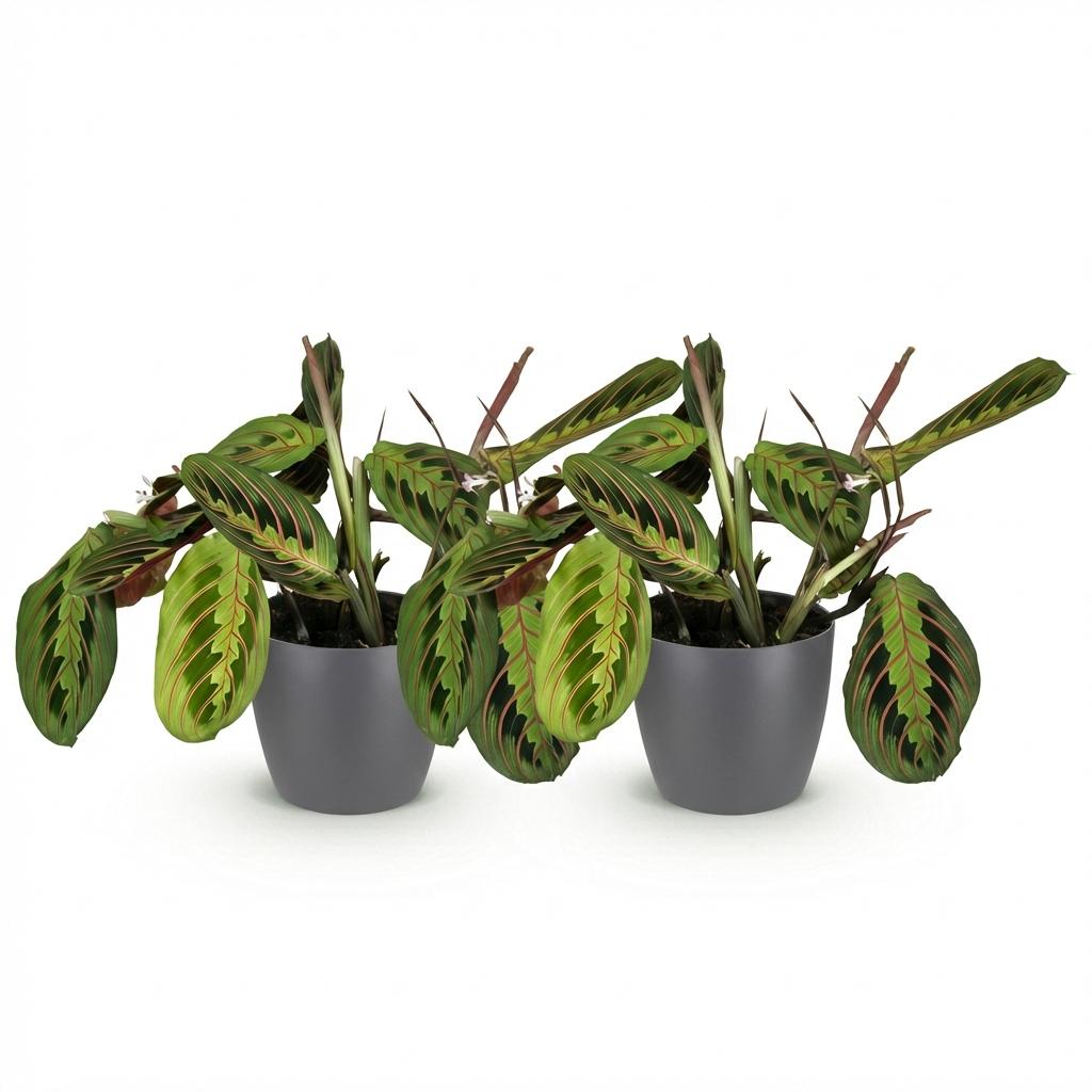 Green boutiQ - Zimmerpflanze - Maranta Fascinator Tricolour - Gebetsblatt - Haustierfreundliche Pflanze - Grün - 2 Pflanzen - mit Potter Grau - Topf 12cm - Höhe 25cm 