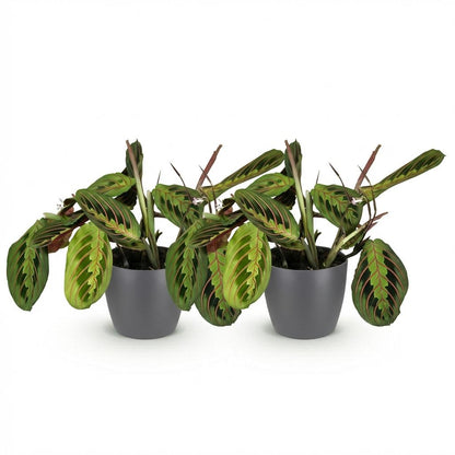 Green boutiQ - Zimmerpflanze - Maranta Fascinator Tricolour - Gebetsblatt - Haustierfreundliche Pflanze - Grün - 2 Pflanzen - mit Potter Grau - Topf 12cm - Höhe 25cm 