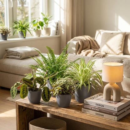 Green boutiQ - Zimmerpflanze - Chlorophytum - Maranta - Calissia - Nephrolepsis - Mix aus 4 - Haustierfreundliche Pflanzen - Grün - 4 Pflanzen - mit Potter Grau - Topf 12cm - Höhe 25cm 