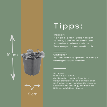 Tiarella cordifolia – 12 Pflanzen – Ø9cm – Höhe 10-25cm – Winterharte Schattenstaude – Weiße Blüten – Bodendecker für Gehölzrand, Beet & Waldgarten