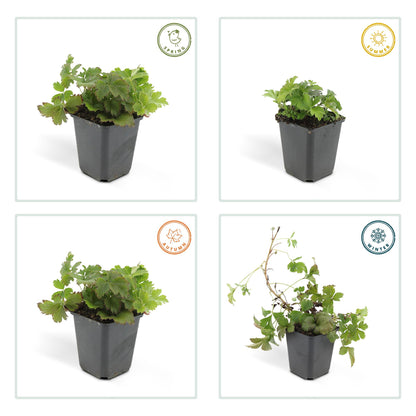 Waldsteinia ternata – 24 Pflanzen – ↕10-25cm – Ø9cm – Bodendeckerpflanze – Gelbe Blüten – Sonne & Halbschatten – Pflegeleicht – Garten & Beete