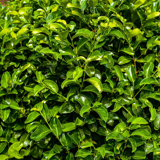 Kirschlorbeer Prunus laurocerasus Rotundifolia – Immergrün – Heckenpflanze – Blatt grün – 6 Pflanzen – 1  laufender Meter – 17 cm Höhe 50 cm 