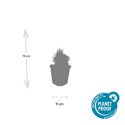 Lavendel Lavandula angustifolia 'Dwarf Blue' – ↕10-25cm – Ø9cm – 20 Pflanzen – Kompakter Zwerg-Lavendel, Duftend, Winterhart, Bienenfreundlich, Pflegeleicht