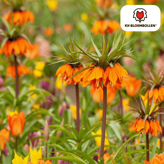 Fritillaria imperialis 'Garland Star' – 5 Blumenzwiebeln – Kaiserkrone mit leuchtend orange-roten Blüten – Frühjahrsblüher 