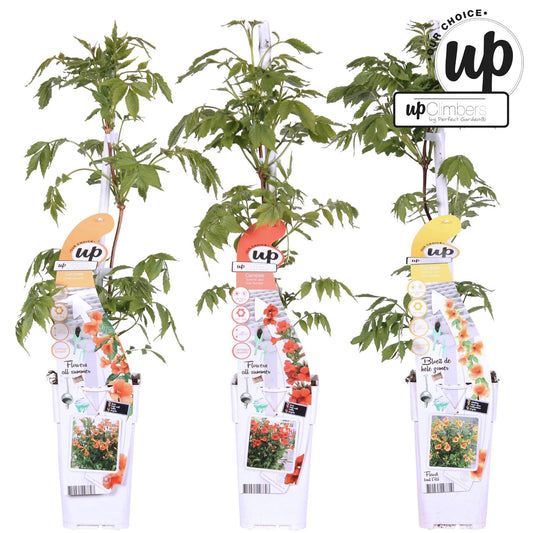 Trompetenblume - Campsis Summer Jazz Fire Trumpet - Campsis Summer Jazz Gold Trumpet - Campsis Indian Summer - ↨65cm, Ø15cm - 3 Stück