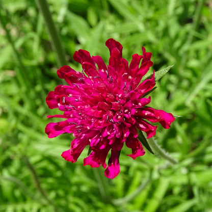 Knautia macedonica – 24 Pflanzen – Ø9cm – Höhe 10-25cm – Winterharte Staude – Tiefrote Blütendolden – Bienen- & Schmetterlingsfreundlich für Beet & Präriegarten