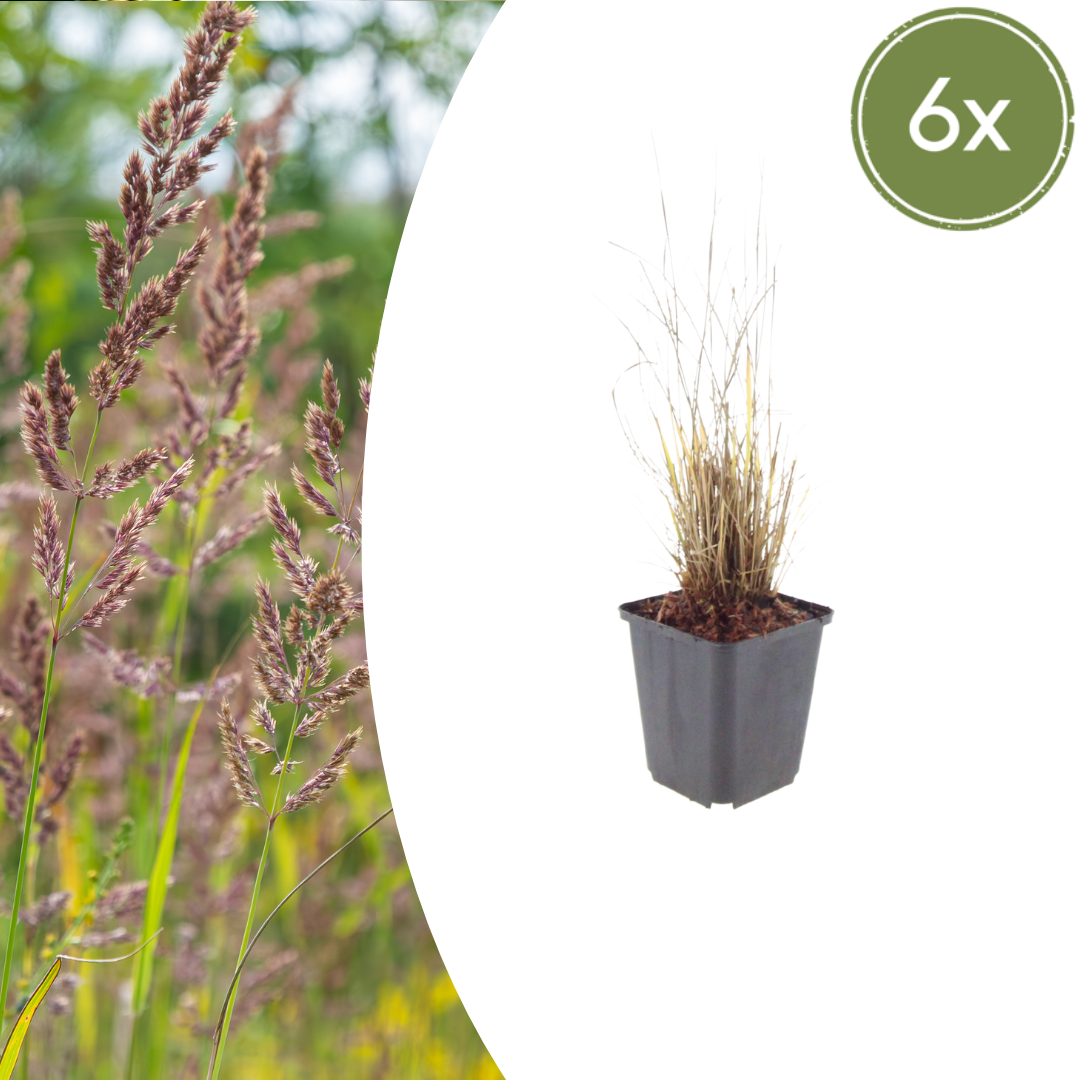 Calamagrostis brachytricha – 6 Pflanzen Diamantgras – 10-25cm – Ø9cm – Ziergras mit rosafarbenen Blütenrispen – Winterhartes Gartengras für Beet & Halbschatten