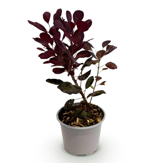 GreenboutiQ - Gartenpflanze - Cotinus coggyria Lilla - Lila 1 Pflanze - Laubabwerfend - Wenig Pflege - Topf 12cm Höhe 35cm 