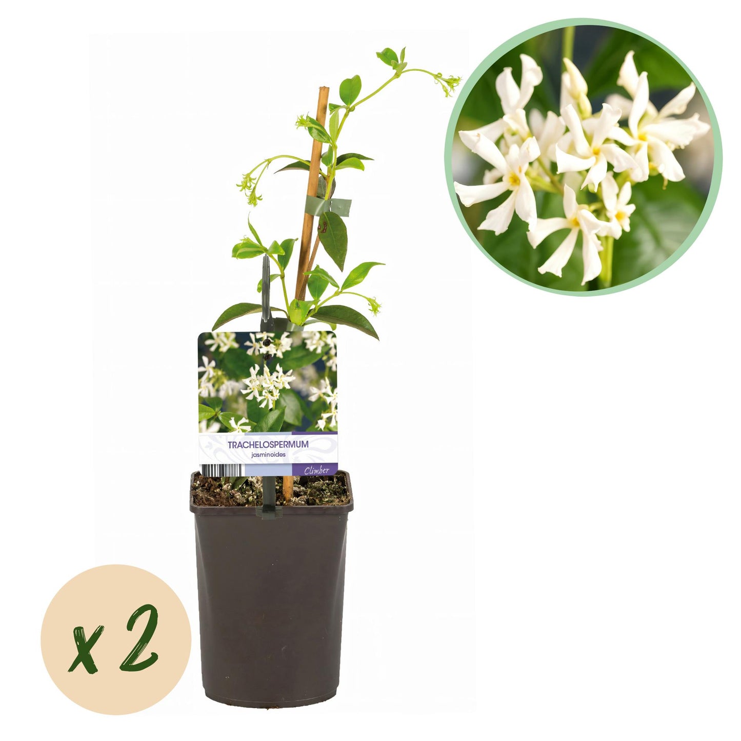Toskanischer Sternjasmin - Trachelospermum jasminoides - Immergrün - 2 Pflanzen - 11cm Höhe 40cm