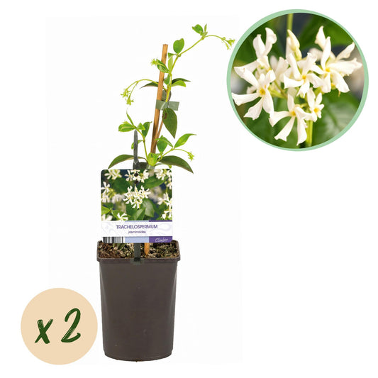 Trachelospermum jasminoides – Toskanischer Sternjasmin – 2 Pflanzen 11cm – ca. 40cm hoch – Immergrüne duftende Kletterpflanze – Winterhart & dekorativ für Pergola, Zaun & Balkon 