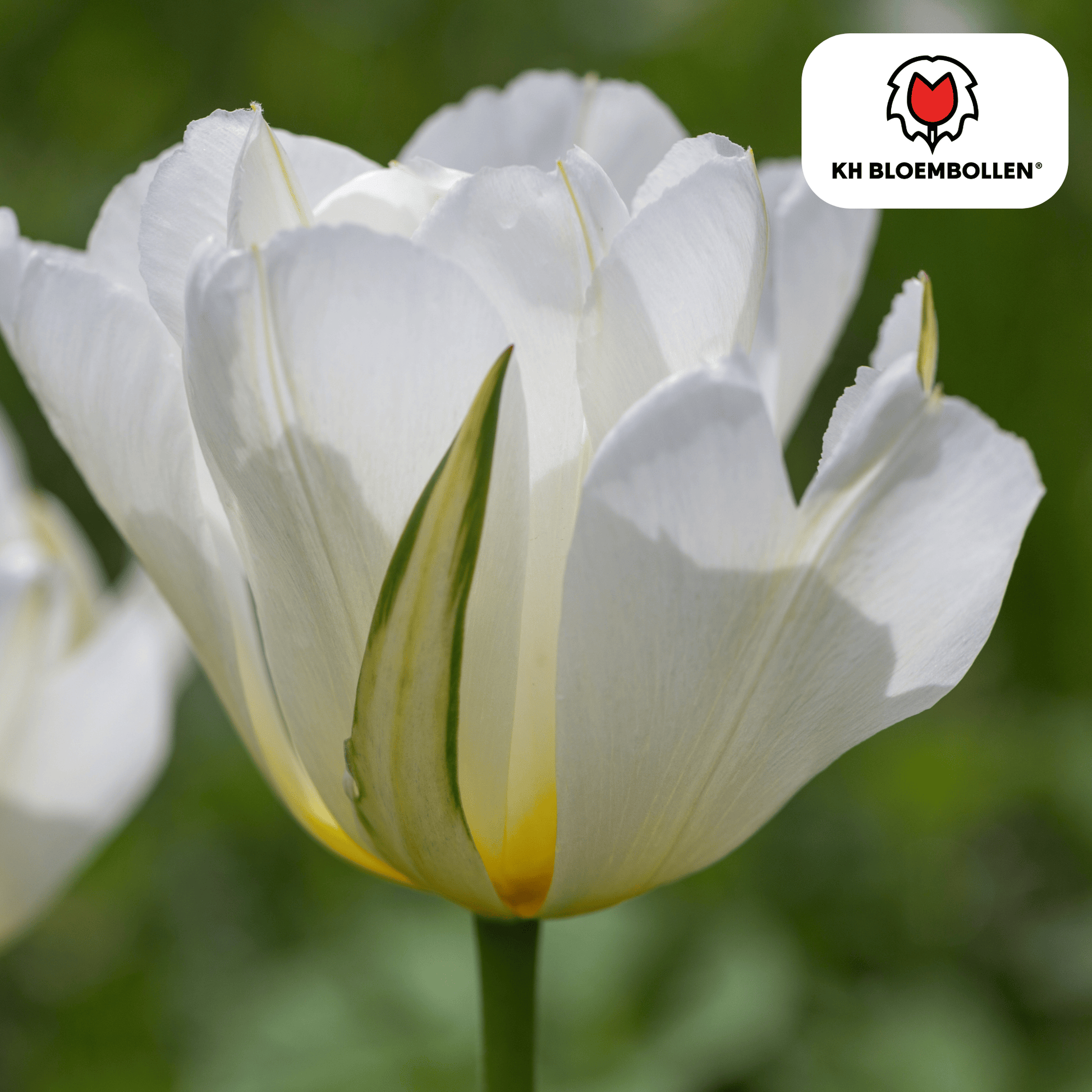 Tulpenzwiebeln White Valley – 20 Blumenzwiebeln – Weiße Tulpen – Winterhart & langlebig 