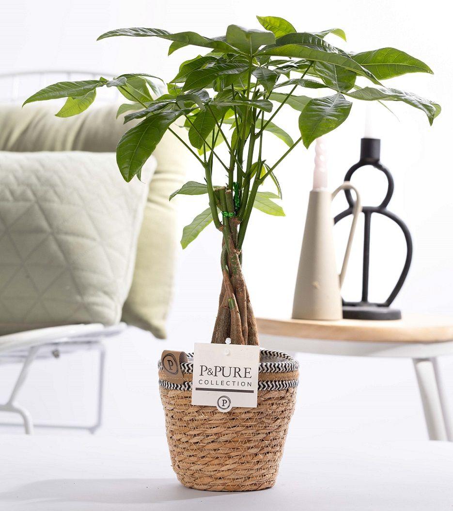 Pachira Aquatica In P&PURE Basket - Ø12cm - ↕45cm 
