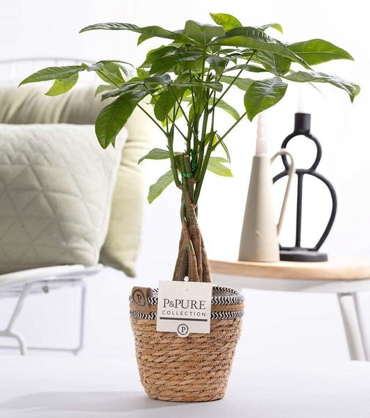 Pachira Aquatica In P&PURE Basket - Ø12cm - ↕45cm 