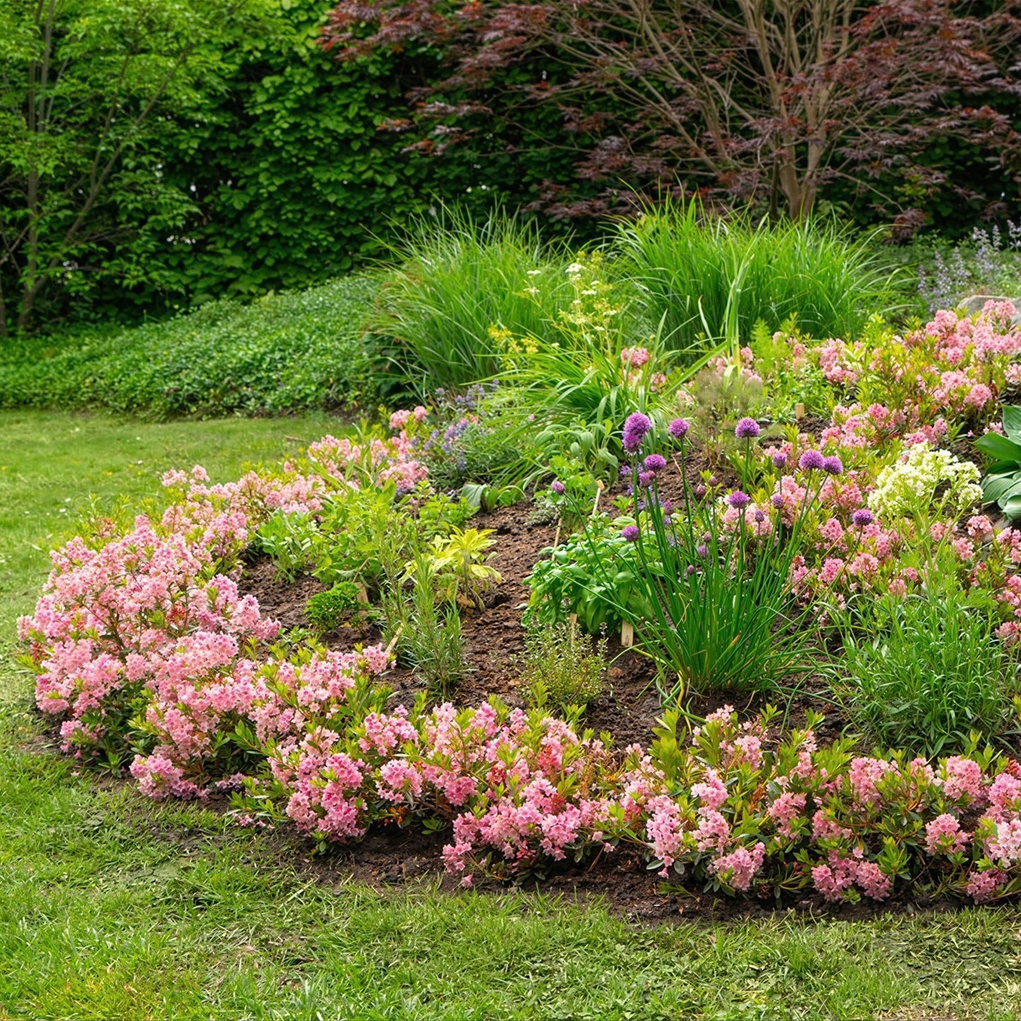 Green boutiQ - Zwerg-Rhododendron - Rhododendron Bloombux Magenta - Blühender Buchsbaum - Wenig Pflege - Rosa Blüte - 1 Pflanze - Topf 23cm - Höhe 45-55cm 