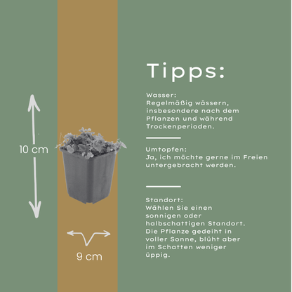 Campanula poscharskyana – 6 Pflanzen Polster-Glockenblume – 10-25cm – Ø9cm – Winterharte Bodendecker Staude – Blühpflanze für Mauer, Beet & Balkon