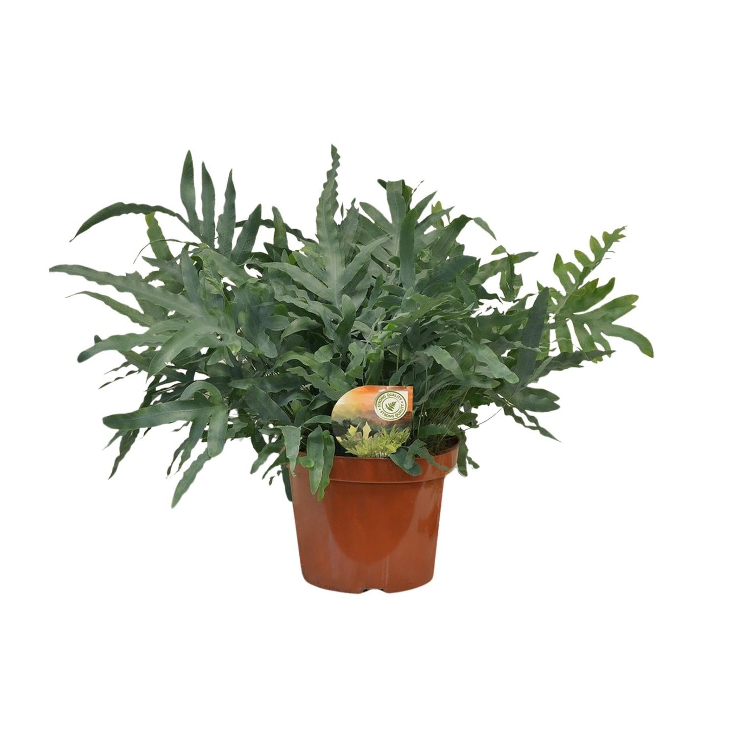 Phlebodium Blue Star - Ø26cm - ↕80cm 