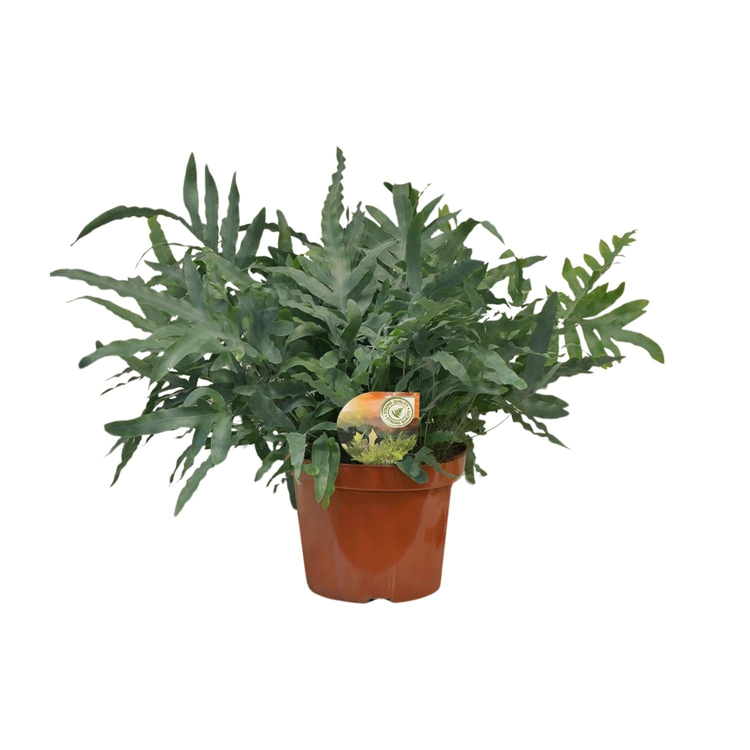 Phlebodium Blue Star - Ø26cm - ↕80cm 