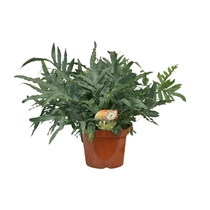 Phlebodium Blue Star - Ø26cm - ↕80cm 