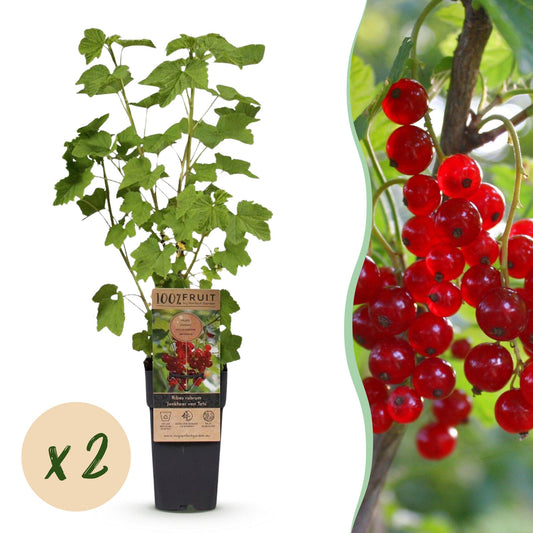 Green boutiQ - Fruit plant - Ribes rubrum Jonkheer van Tets - Berry Plant - Hardy - Red Currant - 2 Plants - Pot 15cm - Height 50cm 