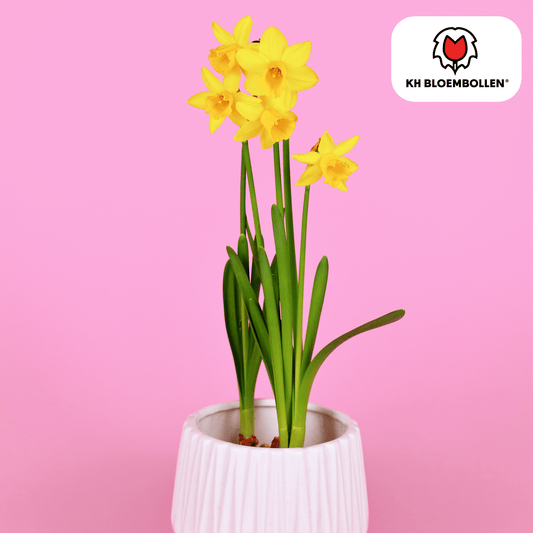 Narzisse 'Tête-à-Tête' – Mini-Narzisse – leuchtend gelbe Frühjahrsblüher – 25 Blumenzwiebeln – ↕15-20cm – ideal für Beet, Balkon & Topf 
