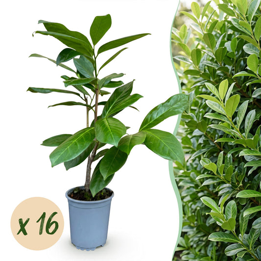 Kirschlorbeer 'Rotundifolia' – Prunus laurocerasus 'Rotundifolia' – 16 Heckenpflanzen – Topf Ø9cm – Höhe 25-35cm – Winterhart & immergrün