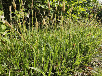 Goldrand-Segge Carex morrowii 'Aureovariegata' – ↕10-25cm – Ø9cm – 12 Pflanzen – Immergrünes Ziergras – Winterhart & pflegeleicht – Für Schatten & Halbschatten