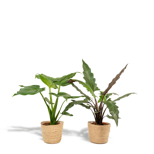 Pfeilblatt - Alocasia Cucullata - Ø19cm - ↕60cm + Alocasia Lauterbachiana - Ø19cm - ↕75cm + Korb Selin 