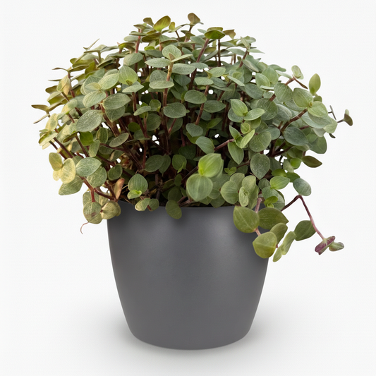 Green boutiQ - Zimmerpflanze - Calissia repens - Katzengras - Haustierfreundlich - Grün - 1 Pflanze - mit Potter Grau - Topf 12cm - Höhe 17-20cm 