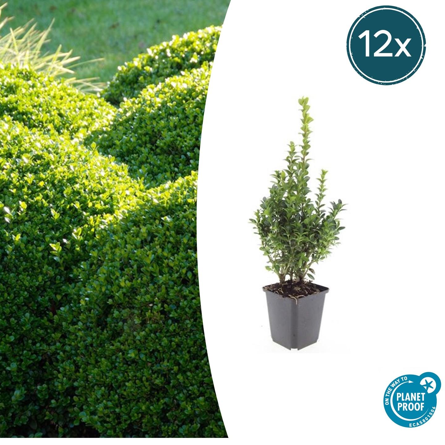Gewöhnlicher Buchsbaum - Buxus Sempervirens - ↕10-25cm - Ø9cm - 12 Stück 
