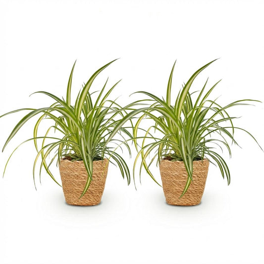 Green boutiQ - Zimmerpflanze - Chlorophytum comosum Variegatum - Bunte Graslilie - Haustierfreundliche Pflanze - Grün - 2 Pflanzen - mit Korb - Topf 12cm - Höhe 20cm 