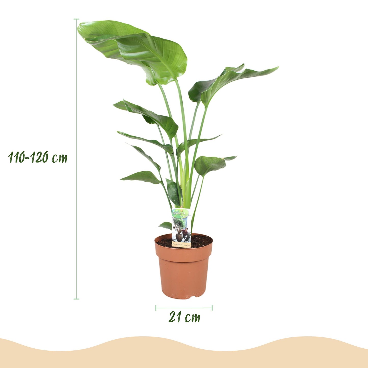 Green boutiQ - Zimmerpflanzen - Strelitzia Nicolai - Paradiesvogelblume - Geringer Pflegeaufwand - Grün - 1 Pflanze - mit Potter Weiß - Topf 21cm - Höhe 110-120cm 