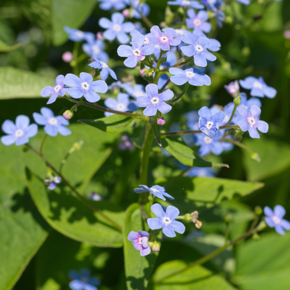 Kaukasisches Vergissmeinnicht Brunnera macrophylla – 24 Pflanzen – 10-25cm – Ø9cm – Winterharte Schattenstaude mit blauen Blüten – Bodendecker für Garten