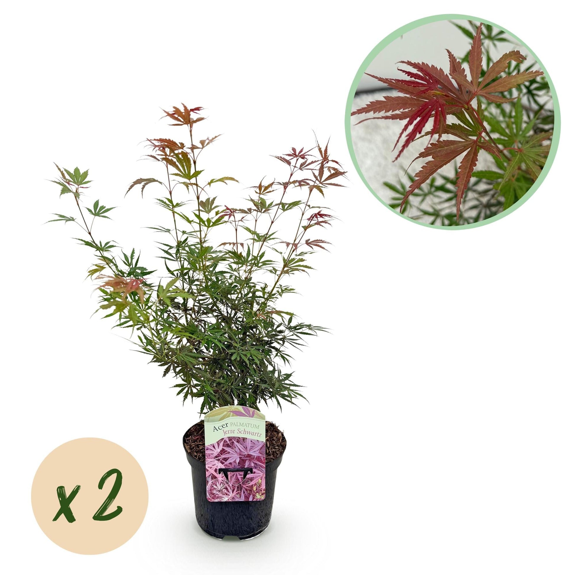 Japanischer Ahorn – Acer palmatum Jerre Swarts – 2 Pflanzen – Dunkelrot – je ca. 70 cm hoch – im 19 cm Topf – Balkon- & Kübelpflanze – Farbwechsel im Herbst 