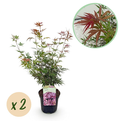 Japanischer Ahorn – Acer palmatum Jerre Swarts – 2 Pflanzen – Dunkelrot – je ca. 70 cm hoch – im 19 cm Topf – Balkon- & Kübelpflanze – Farbwechsel im Herbst 