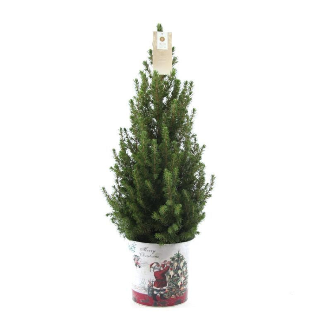 Kleine Weihnachtsbaum in Weihnachten Topf - 70 cm - Picae Glauca Conica - Standalone 