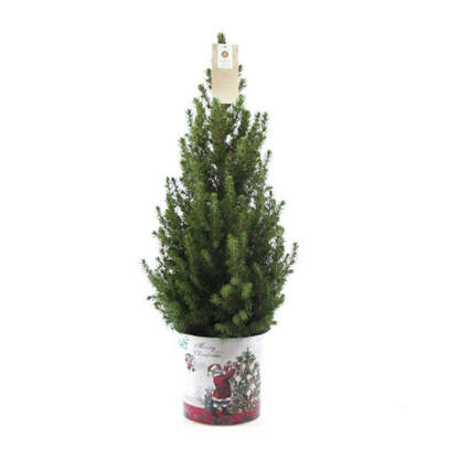 Kleine Weihnachtsbaum in Weihnachten Topf - 70 cm - Picae Glauca Conica - Standalone 