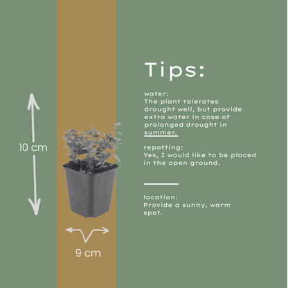 Origanum laevigatum Herrenhausen – 48 Pflanzen – Ø9cm – Höhe 10-25cm – Winterharter Zieroregano – Bienenfreundlich – Für Beet, Steingarten & Präriegarten