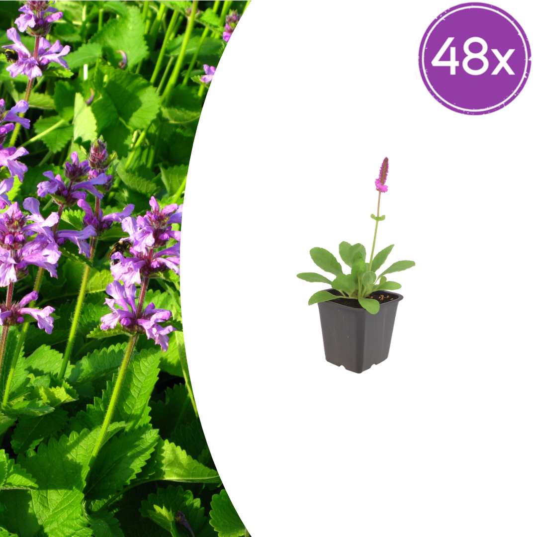 Stachys monieri Hummelo – 48 Pflanzen Ø9cm – Höhe 10-25cm – Rosa Blütenstaude für Beet & Präriegarten – Bienenfreundlich winterhart – Flächenbepflanzung - Oasis of Life