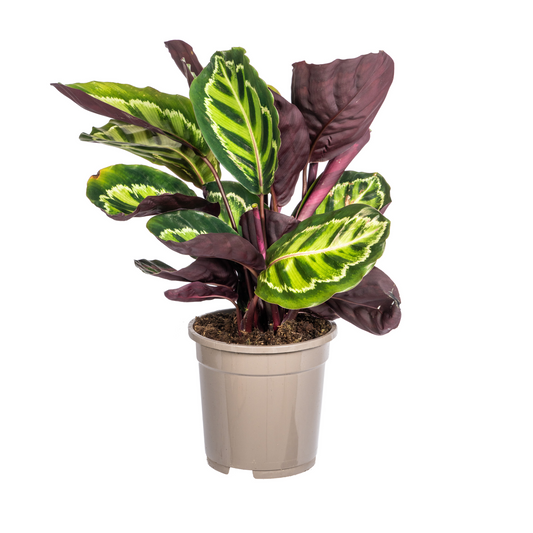 Korbmarante Calathea Roseopicta – Zimmerpflanze – Ø17 cm – 40–50 cm hoch – dekoratives Blattwerk