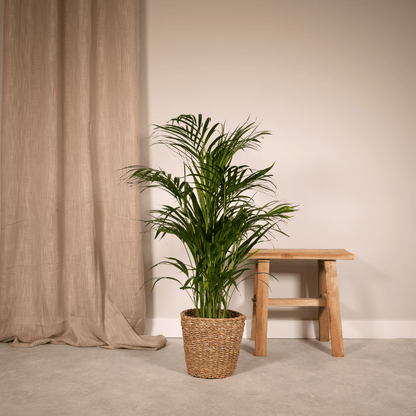 Areca-Palme - Ø17cm - ↕70cm 