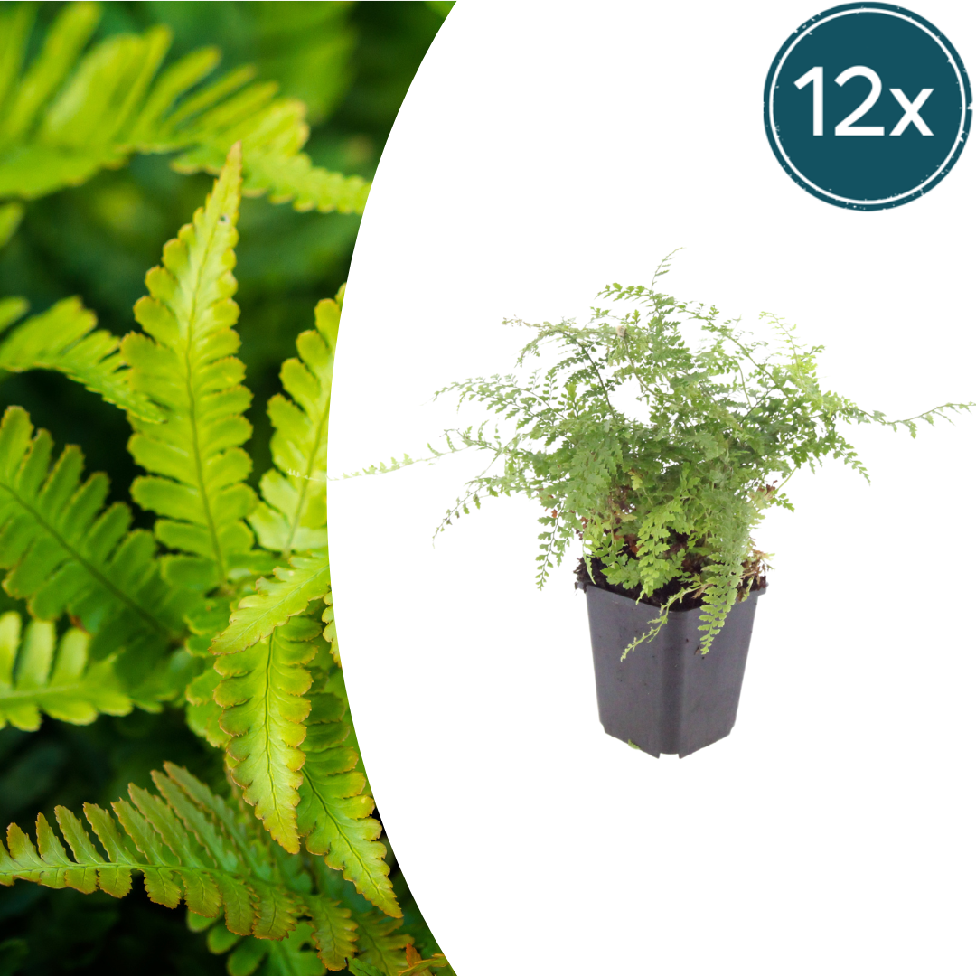 Polystichum setiferum Herrenhausen – 12 Pflanzen – Ø9cm – Höhe 10-25cm – Immergrüner Farn – Schattenpflanze für Beet, Gehölzrand & Naturgarten - Oasis of Life